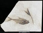 Diplomystus Fossil Fish - Wyoming #20824-1